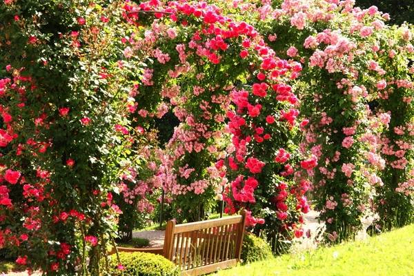 most-beautiful-rose-garden-arches-climbing-roses-garden-bench