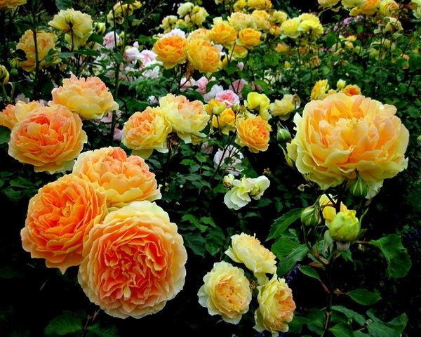 The charming and romantic beauty of a splendid rose garden