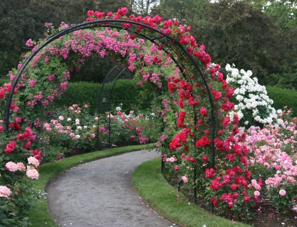 rose-garden-design-ideas-climbing-roses-rose-shrubs