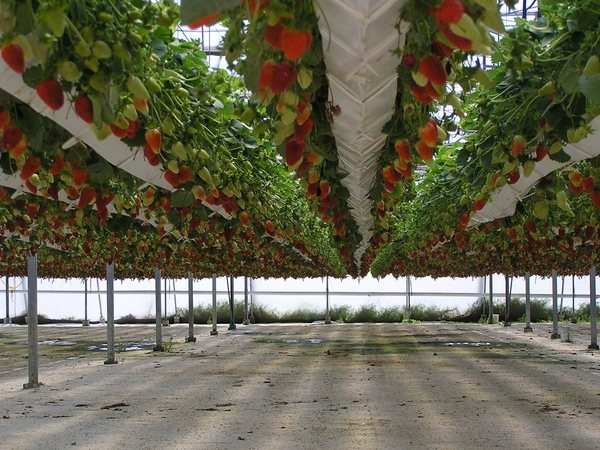space-saving garden-ideas-hydroponics strawberries