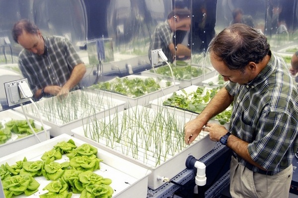 space-saving-gardening-hydroponics