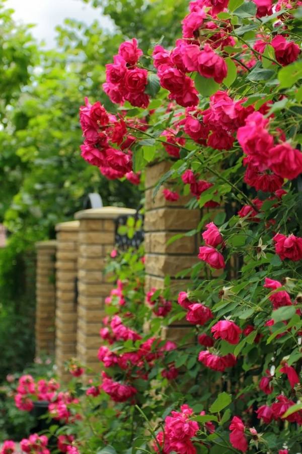 types-of-roses-how-to-grow-roses-home-gardening-ideas