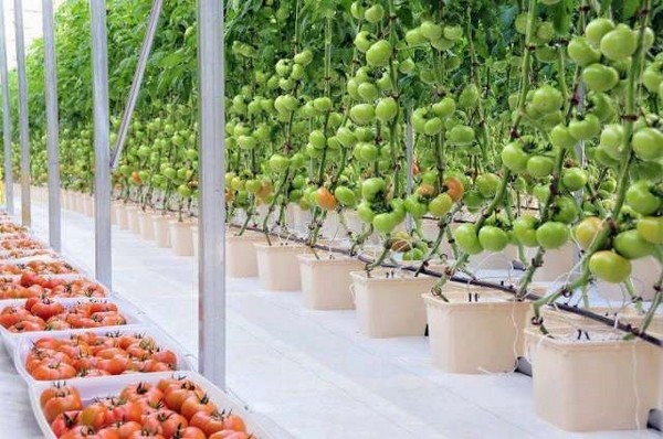 vegetable-garden-ideas-hydroponic tomatoes 