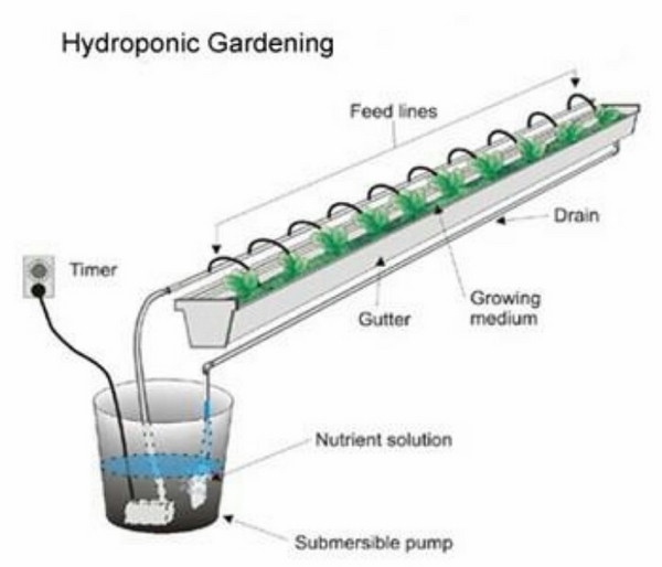 what-is-hydroponics-how-hydroponics-work no soil gardening