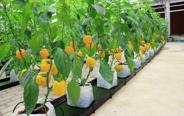 what-is-hydroponics-modern-gardening ideas