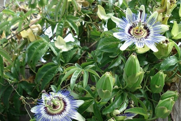 blooming climbing plants patio privacy ideas passiflora