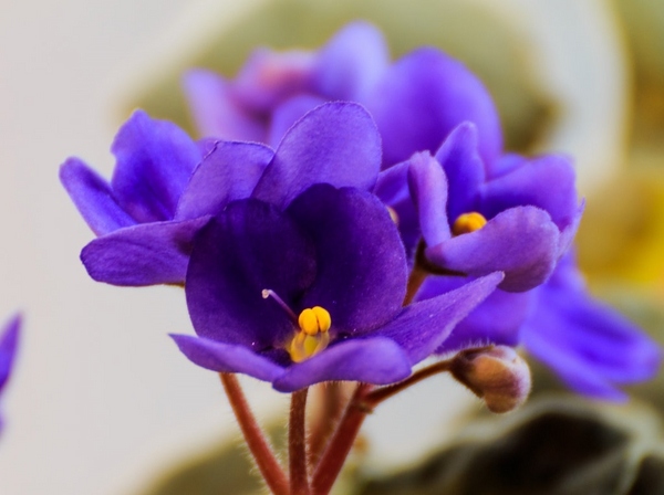 cat friendly plants indoor garden ideas  violet