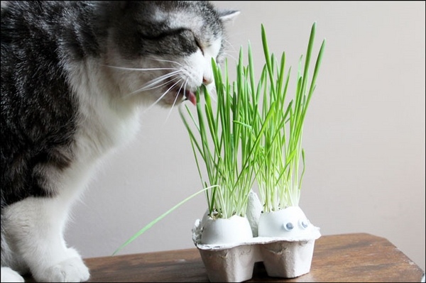 cat friendly plants pet safety cat grass indoor outdoor plants ideas