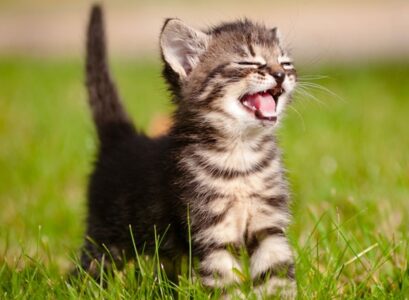 cat-friendly-plants-tips-ideas-catnip