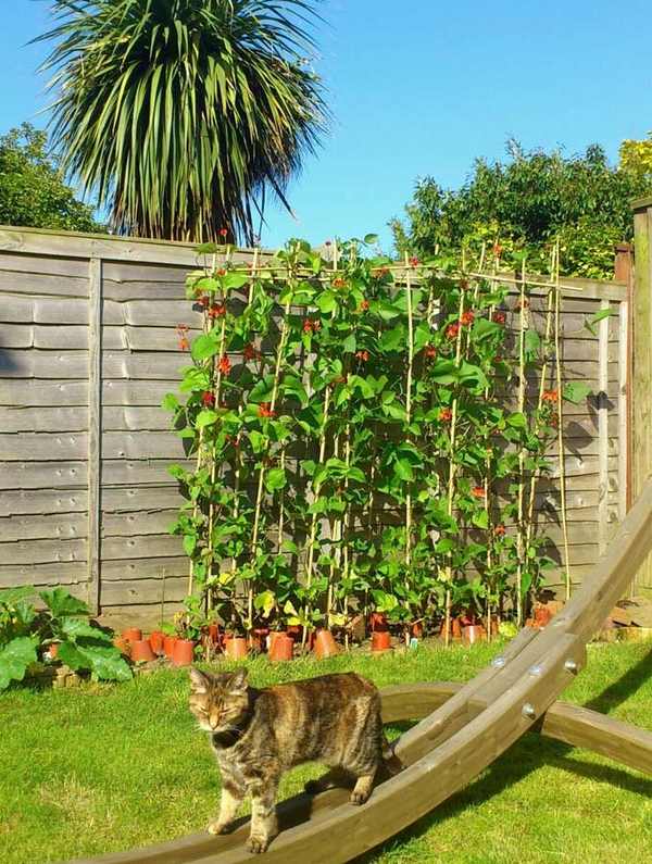 cat friendly vegetable plants runner beans vegetable garden