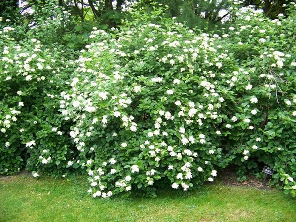 garden landscape patio privacy ideas blooming shrubs