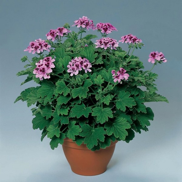garden plants safe for cats scented leaves geranium