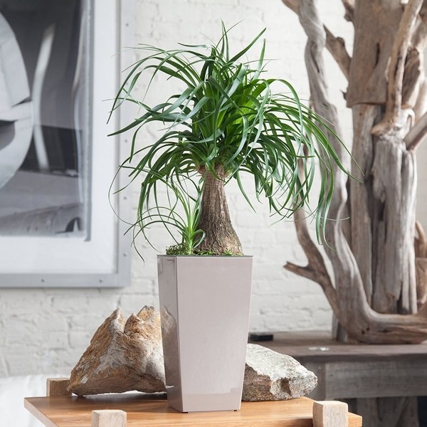  ponytail palm indoor garden plants pet friendly plants
