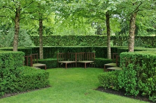 landscape privacy screen plants living garden fence boxwood hedge
