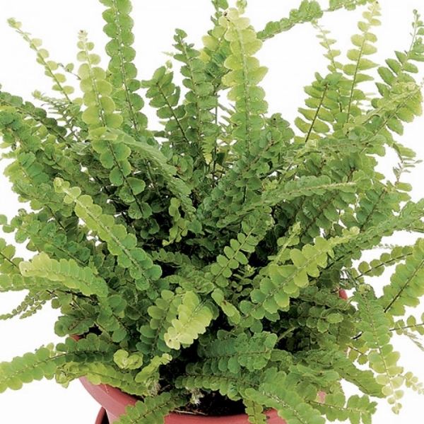 pet friendly indoor plants ideas lemon button fern