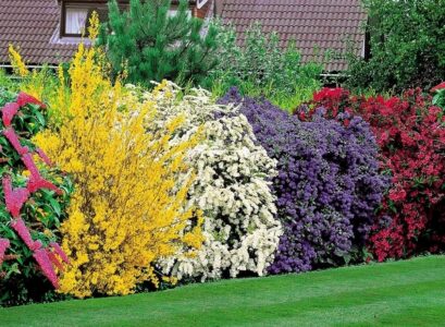 privacy-plants-ideas-blooming-shrubs-garden-landscape-design