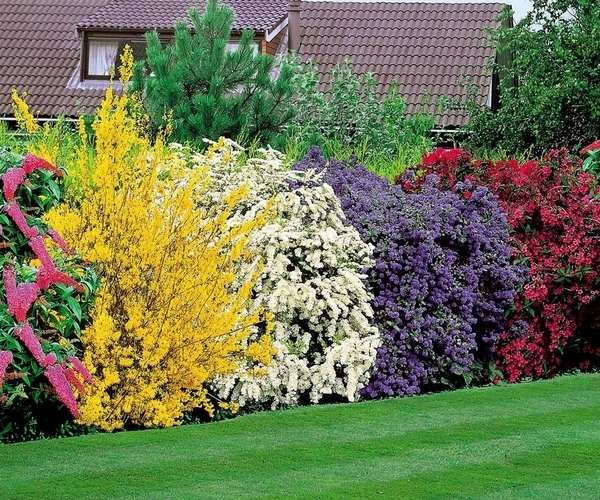 privacy-plants-ideas-blooming-shrubs-garden-landscape-design