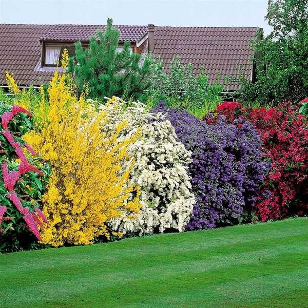 Privacy Plants A Living Fence For, Patio Landscaping Ideas For Privacy