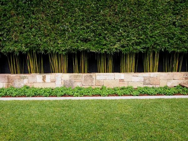 privacy plants ideas garden landscape bamboo privacy wall