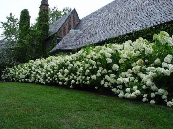 privacy ideas garden landscaping white hydrangea
