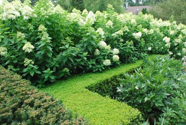  plants ideas hydrangea boxwood hedge garden landscape design