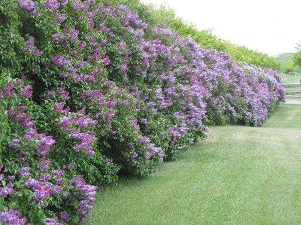  plants ideas lilac backyard fence ideas