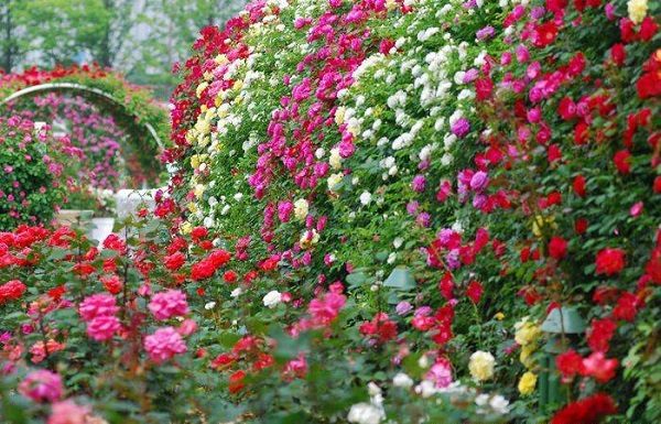 privacy plants roses colorful rose garden privacy screen