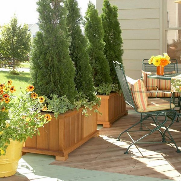  plants ideas thuja wooden containers garden deck privacy