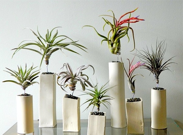 plants ceramic air  display ideas