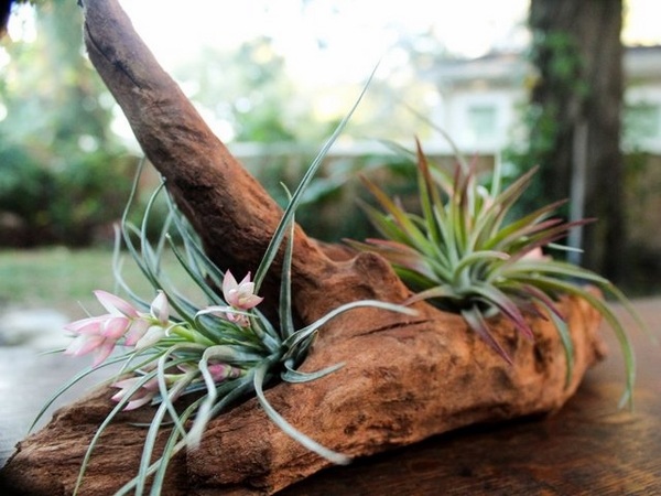 DIY plant containers easy ideas driftwood tillandsia