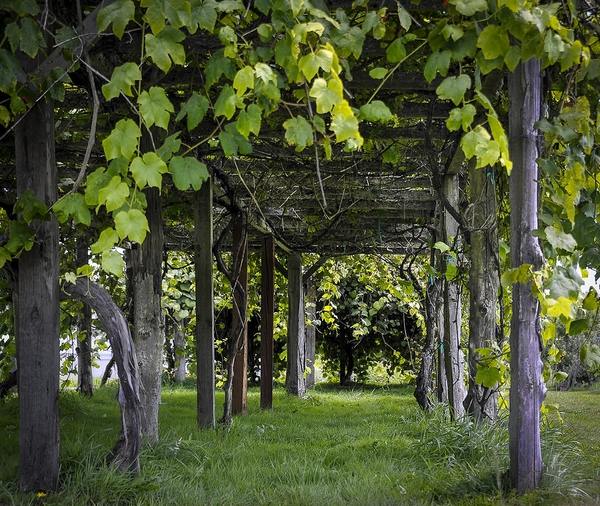 DIY grape arbor ideas wood posts grapevines