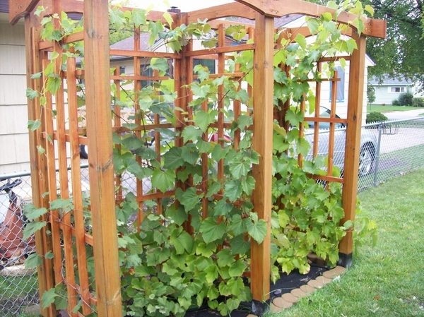DIY grape trelis ideas patio decor ideas