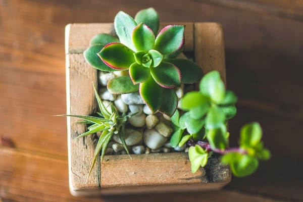 DIY mini garden ideas air plant succulents wooden containe