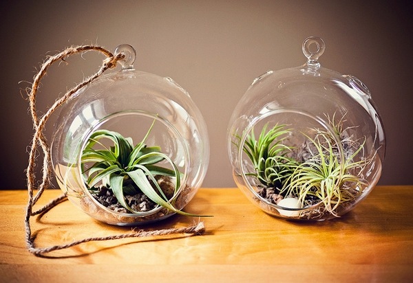 Hanging air plant terrarium ideas tillandsia containers ideas