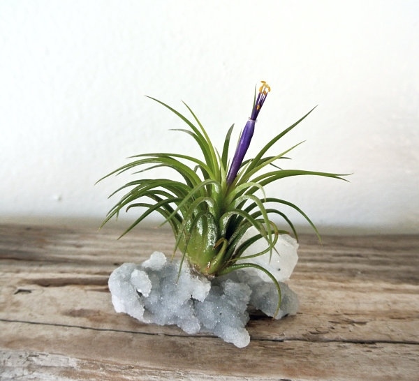 Mineral rock how to care for tillandsia