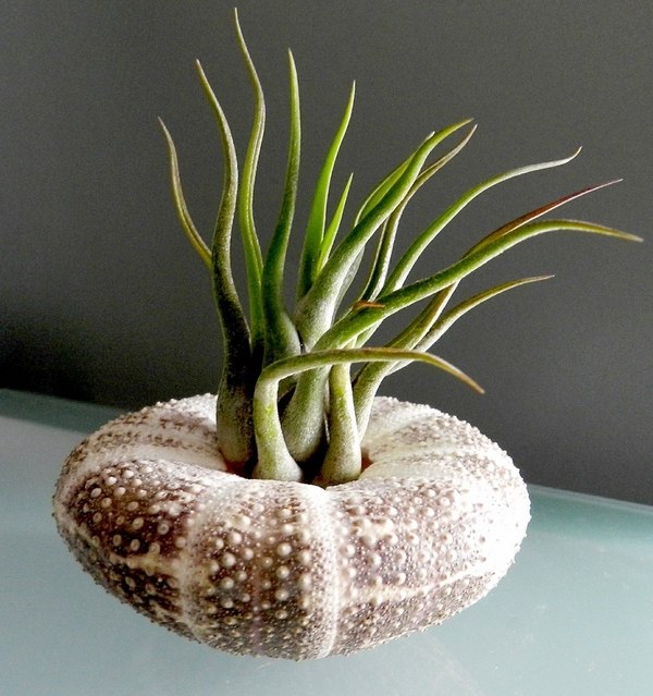 Sea urchin shell plant terrarium DIY mini garden