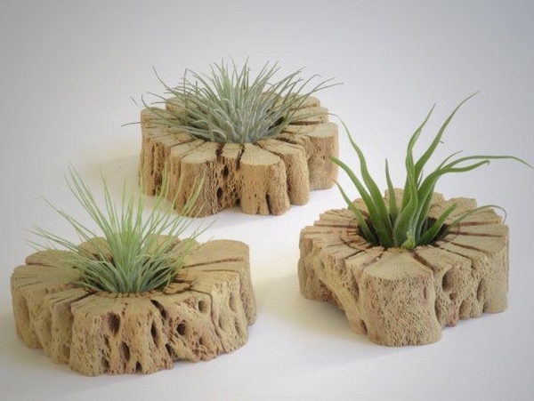 Unique wood slabs air plant containers organic containers