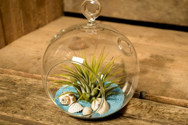 terrarium sea shells DIY table decoration ideas