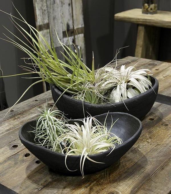 air plant containers ideas ceramic containers organic shape