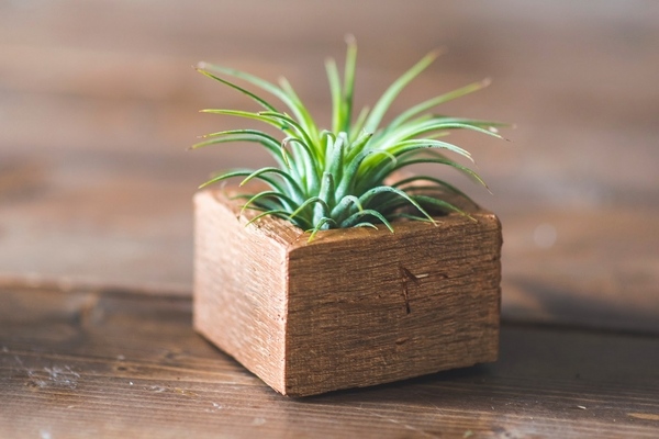 plant containers natural materials wood container DIY gift ideas