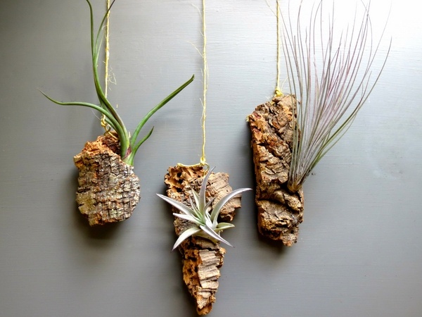 air plant decoration ideas hanging containers driftwood