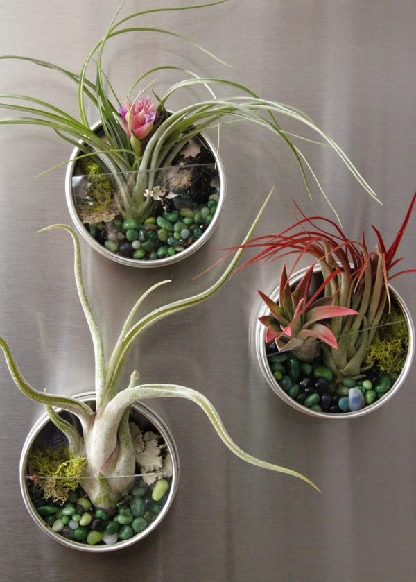 plant display ideas magnets home decoration ideas DIY