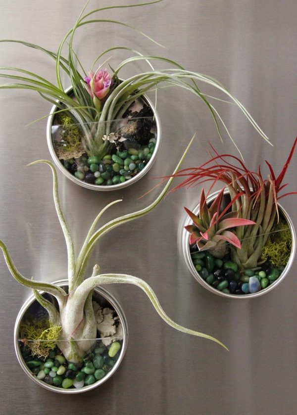 Booth Display Ideas  Air plant display, Air plants, Tillandsia air plant