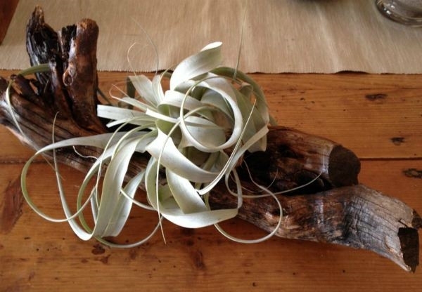 old wood air plants driftwood ideas DIY 