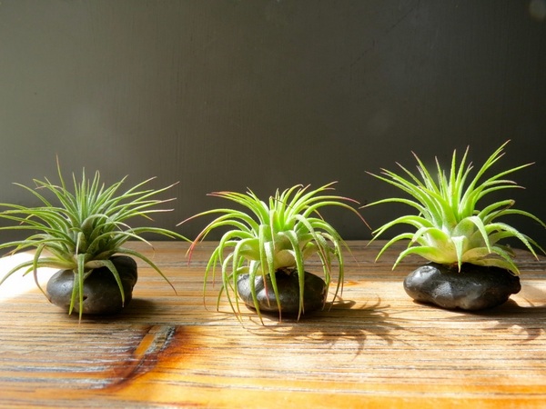 air plant watering tips ideas tillandsia containers rocks