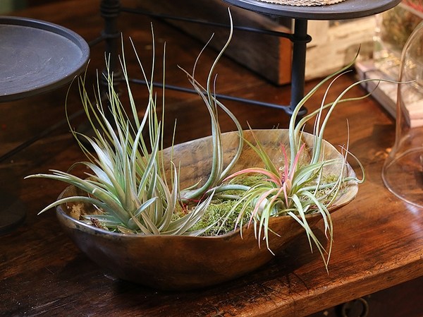 plants containers ideas table decoration DIY easy air plant display