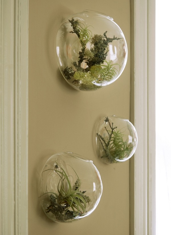 wall mounted bubbles air plant terrarium 