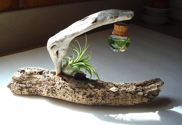50 Creative Ideas To Display Your Air Plants In A Most Spectacular Way - Diy Air Plant Holder Ideas