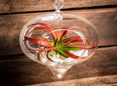 beautiful-hanging-air-plant-terrarium-ideas-glass-balls-shells