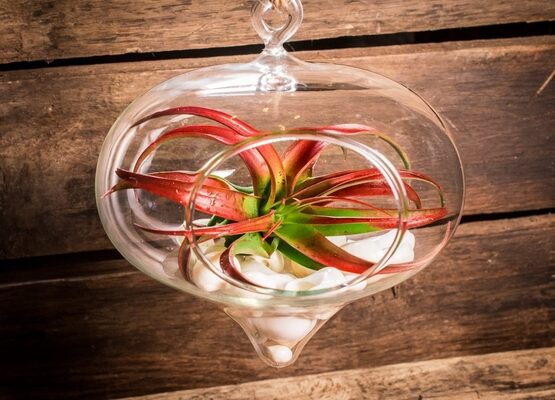 beautiful-hanging-air-plant-terrarium-ideas-glass-balls-shells
